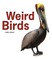 Weird Birds
