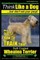 Soft Coated Wheaten Terrier, Soft Coated Wheaten Terrier Training AAA AKC Think Like a Dog But Don't Eat Your Poop! Soft Coated Wheaten Terrier Breed Expert Training