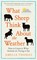 What Sheep Think About the Weather