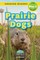 Prairie Dogs
