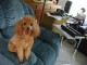 Bouncing Poodle