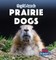 Prairie Dogs