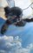 Angel Dogs in Heaven