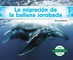 La MigraciÃ³n de la Ballena Jorobada (Humpback Whale Migration) (Spanish Version)