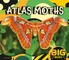 Atlas Moths