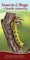 Insects & Bugs of North America