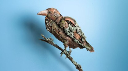 Atvirukas MIŠKO VARNAS