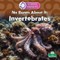 No Bones about It: Invertebrates