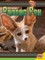 Fennec Fox