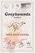 Greyhounds