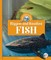 Biggest and Smallest Fish