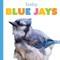 Baby Blue Jays