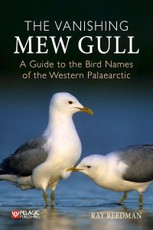 The the Vanishing Mew Gull