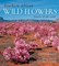 Southern African Wild Flowers - Jewels of the Veld