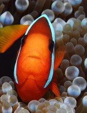 Clown Fish