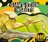 Giant Stick Insects