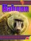 Baboon