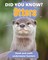 Did You Know? Otters