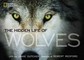 Dutcher, J: HIDDEN LIFE OF WOLVES