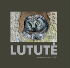 Lututė. Gyvenimas drevėje