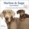 Harlow & Sage (and Indiana)