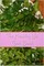 Healthy Life Cook Book