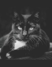 Black Cat Sheet Music Paper