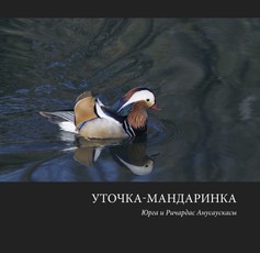 Уточка-мандаринка