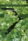 JPEG Series