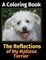 The Reflections of My Maltese Terrier