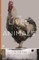 Lives of Animals
