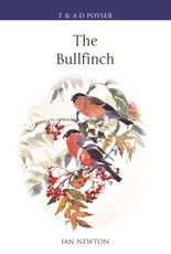 The Bullfinch