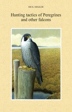 Hunting Tactics of Peregrines and other Falcons