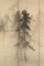 Black Trees