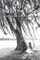 The Willow Tree