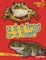 Is It a Frog or a Toad?