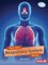 How Your Respiratory System Works