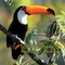 Lopes, M: South American Rainforest Animals
