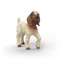 SCHLEICH FARM WORLD BOER Ožiukas