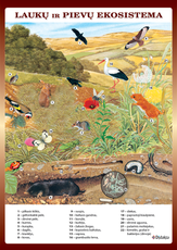 Laukų ir pievų ekosistema (A 4)