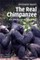 Real Chimpanzee