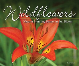 Wildflowers