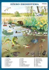 Ežero ekosistema (A 4)