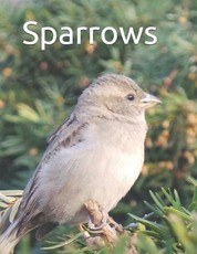 Sparrows