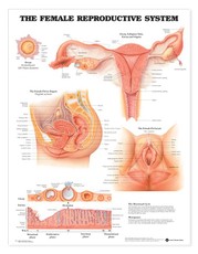 The Female Reproductive System Anatomical Chart