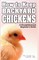 How to Keep Backyard Chickens - A Straightforward Beginner's Guide
