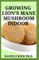 Growing Lion's Mane Mushroom Indoor