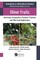 Minor Fruits