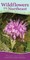Wildflowers of the Northeast