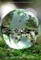 Ecotopia
